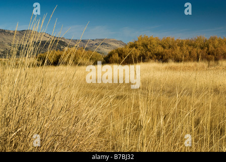 Hohe Gräser und Weiden bei Feuchtgebiete von Center Kolonnenweg an der Malheur National Wildlife Refuge Oregon USA gesehen Stockfoto