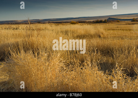 Feuchtgebiete am Center Kolonnenweg an der Malheur National Wildlife Refuge Oregon USA Stockfoto