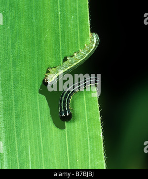 Jungen 3. Instar afrikanischen Armyworm Spodoptera Exempta Raupen ernähren sich von Mais Blatt Stockfoto