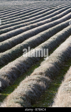 Lavendel Feld neben A225 zwischen Eynsford und Shoreham Darent Tal Kent UK winter Stockfoto