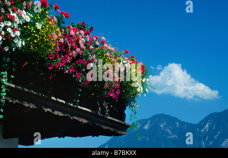 ikonische Bild von Österreich mit typische Blumen Balkon Stockfoto