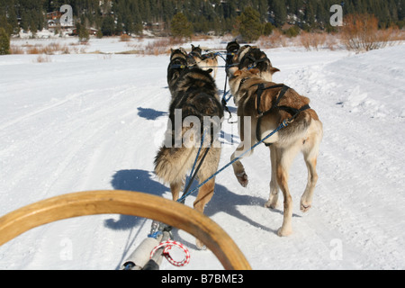 Hundeschlitten über die verschneiten Berge Stockfoto