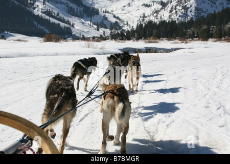 Hundeschlitten über die verschneiten Berge Stockfoto