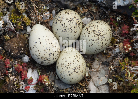 Flussregenpfeifer Plover Charadrius Hiaticula Nest und Eiern Insel Colonsay Argyll und Bute Schottland Juni Stockfoto