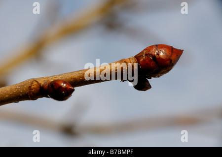 Stock Foto einer klebrigen Knospe der Rosskastanie Baum Stockfoto