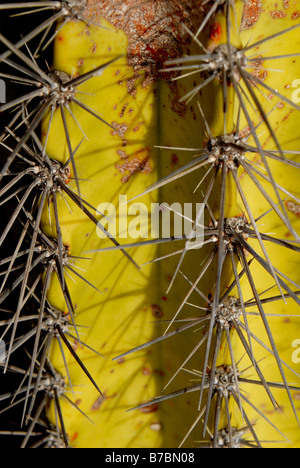 SPIKES STACHY STING STÄRKE TEXAS TEXTUR DICK DURSTIG AUTSCH DORNEN QUÄLEN ZÄHE VEGETATION WASSERLOS WASSERLOS VIELE VERDE ESPINA PELIGRO MIL Stockfoto