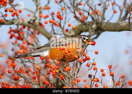 Amerikanischer Robin Weißdornbeeren Essen Stockfoto