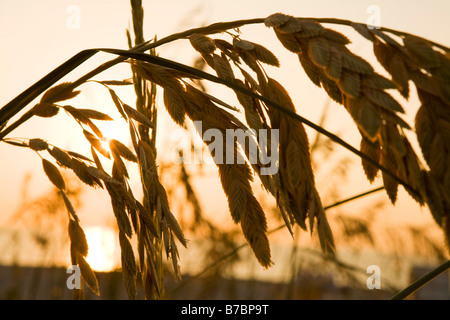 Sehafer, Uniola Paniculata, eine Art geschützten Gras wächst entlang einer Sanddüne entlang des Ozeans Atlantis am South Beach, Miami. Stockfoto