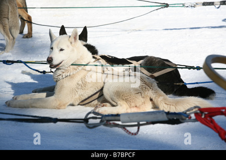 Hundeschlitten über die verschneiten Berge Stockfoto