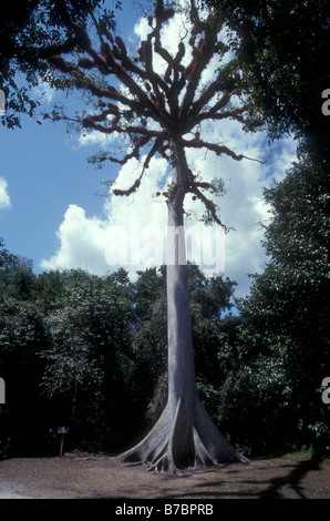 Riesigen Ceiba oder Seide Baumwolle Baum im Nationalpark Tikal, El Peten, Guatemala Stockfoto