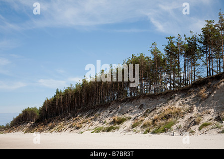 Bäume ausgehöhlt von Sanddünen am Rande des Slowinski Strand an der Ostsee Polen Stockfoto