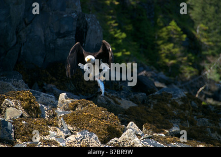 Ein Weißkopfseeadler fliegt tragen einen Lachs in den Prince William Sound, alaska Stockfoto