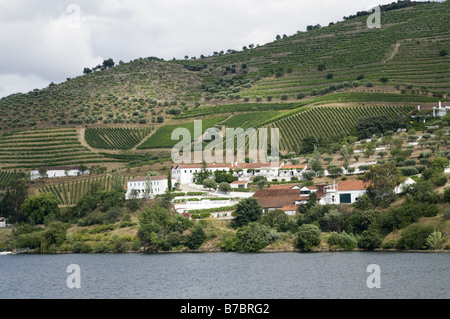 Douro-Weinberge in der Nähe von Pinhao Stockfoto