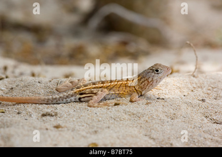 Drei eyed Lizard Chalarodon Madagascariensis Ifaty Madagaskar Stockfoto