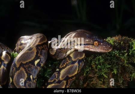 Netzpython (Python Reticulatus) Stockfoto