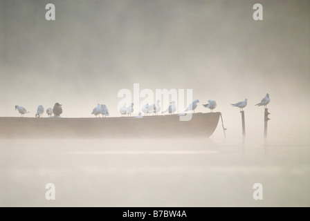 Schwarze Leitung Möwen Larus Ridibundus stehend auf Boot Ellesmere See Shropshire England Oktober Stockfoto