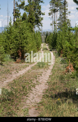 Yellowstone-Nationalpark Stockfoto