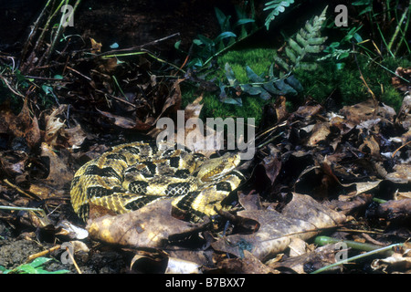 Canebreak-Klapperschlange (Crotalus Horridus Atricaudatus) Stockfoto