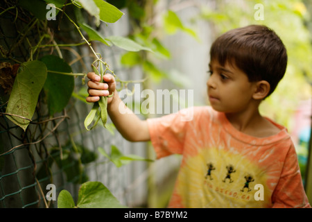 Sechs Jahre alter Junge nimmt grüne Bohnen im Garten Gemüsebeet Stockfoto