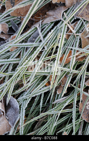 Morgen Segge (Carex morrowii) mit Raureif Stockfoto
