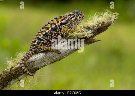 Teppich Chamäleon Madagaskar. Wild - Versionen nicht erforderlich Stockfoto