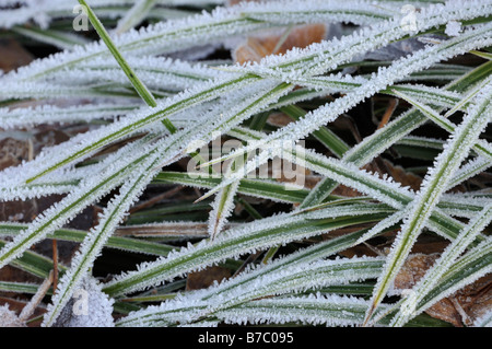 Morgen Segge (Carex morrowii) mit Raureif Stockfoto