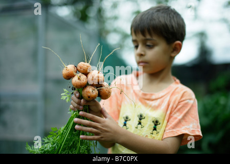 Sechs Jahre alte junge hält Bund Karotten Stockfoto