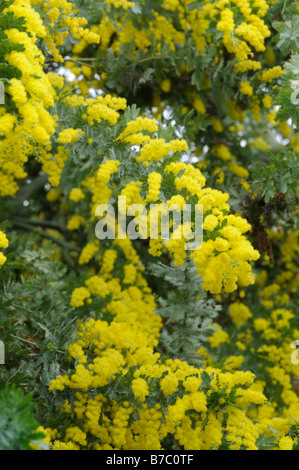 Bailey's Wattle (Acacia Baileyana) Stockfoto