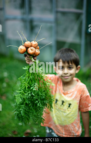 Sechs Jahre alte junge hält Bund Karotten Stockfoto