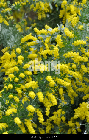 Bailey's Wattle (Acacia Baileyana) Stockfoto