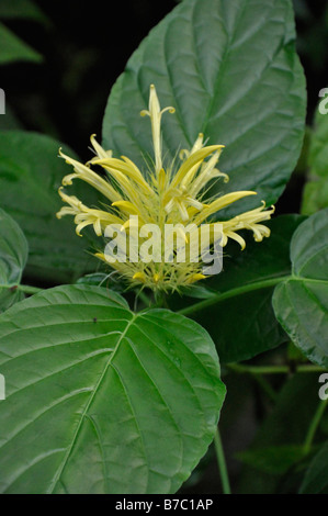 Golden Plume (schaueria flavicoma) Stockfoto