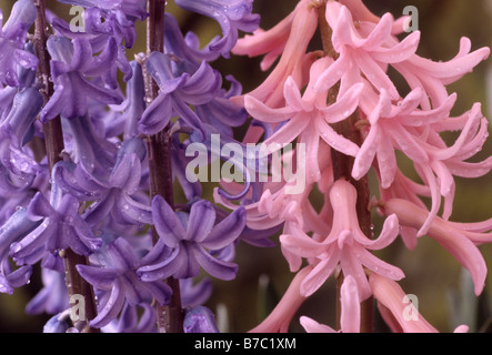 Hyacinthus Orientalis "Blue Festival" und "Pink Festival" (Hyazinthe) Multi-Flora Hyazinthe. Stockfoto