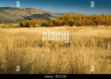 Hohe Gräser und Weiden bei Feuchtgebiete von Center Kolonnenweg an der Malheur National Wildlife Refuge Oregon USA gesehen Stockfoto