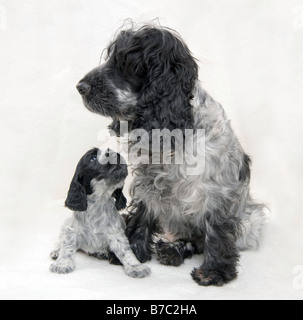 Mutter und Welpen Cockerspaniel Blue Roan Stockfoto