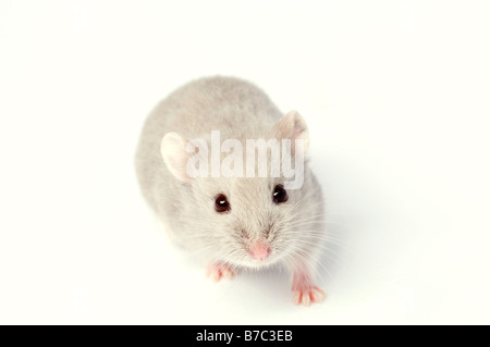 Campbells russische Zwerg Hamster Phodopus campbelli Stockfoto