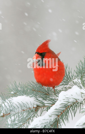 Nördlichen Kardinal thront im Schnee bedeckt Fichte - vertikal Stockfoto