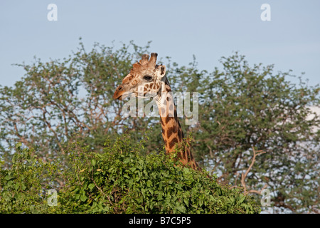 Giraffe Giraffa Plancius Tsavo East Nationalpark Kenia Stockfoto