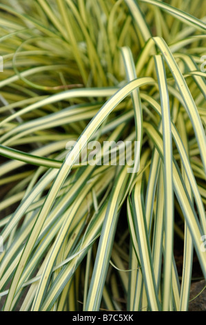 Japanische Segge (carex glauca 'Evergold' syn. Carex hachijoensis 'Evergold') Stockfoto