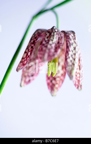 Rosa Schlange den Kopf Fritillary, Fritillaria Meleagris, Fritillary Stockfoto