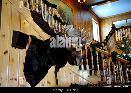 Elch Kopf an der Wand. West Yellowstone, Montana, USA. Stockfoto