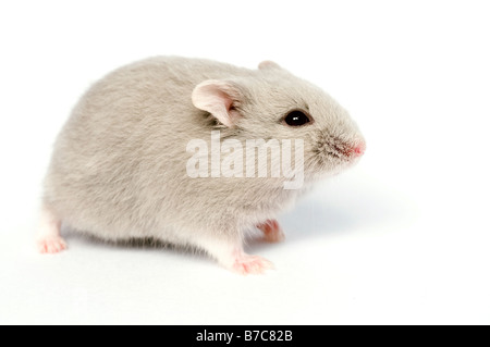 Campbells russische Zwerg Hamster Phodopus Campbelli opal Stockfoto