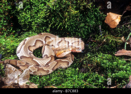 Südlichen Copperhead (Agkistrodon Contortix Contorix) Stockfoto