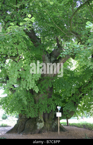 Kaiser-Lothar-Linde in Koenigslutter am Elm Stockfoto