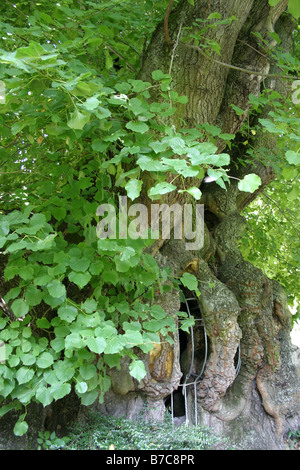 Kaiser-Lothar-Linde in Koenigslutter am Elm Stockfoto