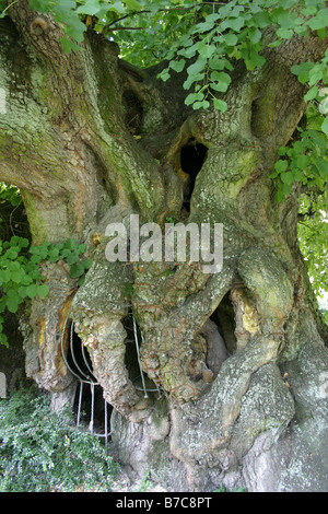 Kaiser-Lothar-Linde in Koenigslutter am Elm Stockfoto