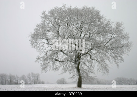 Jahreszeiten - winter Stockfoto