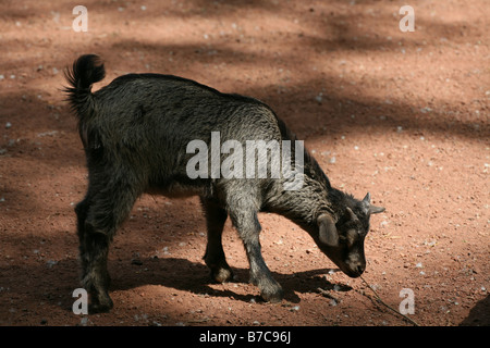 Zwergziege Stockfoto