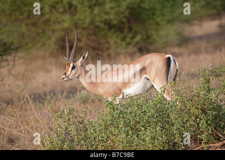 Grants Gazelle Gazella Grantii Tsavo East Nationalpark Kenia Stockfoto