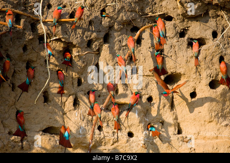 Südlichen Carmine Bienenfresser in ihre Nester in den Schlamm Wand Flussufer in der Okavango Panhandle, Botswana Stockfoto