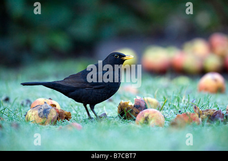 Männliche Amsel im Garten Fütterung auf Äpfel Stockfoto